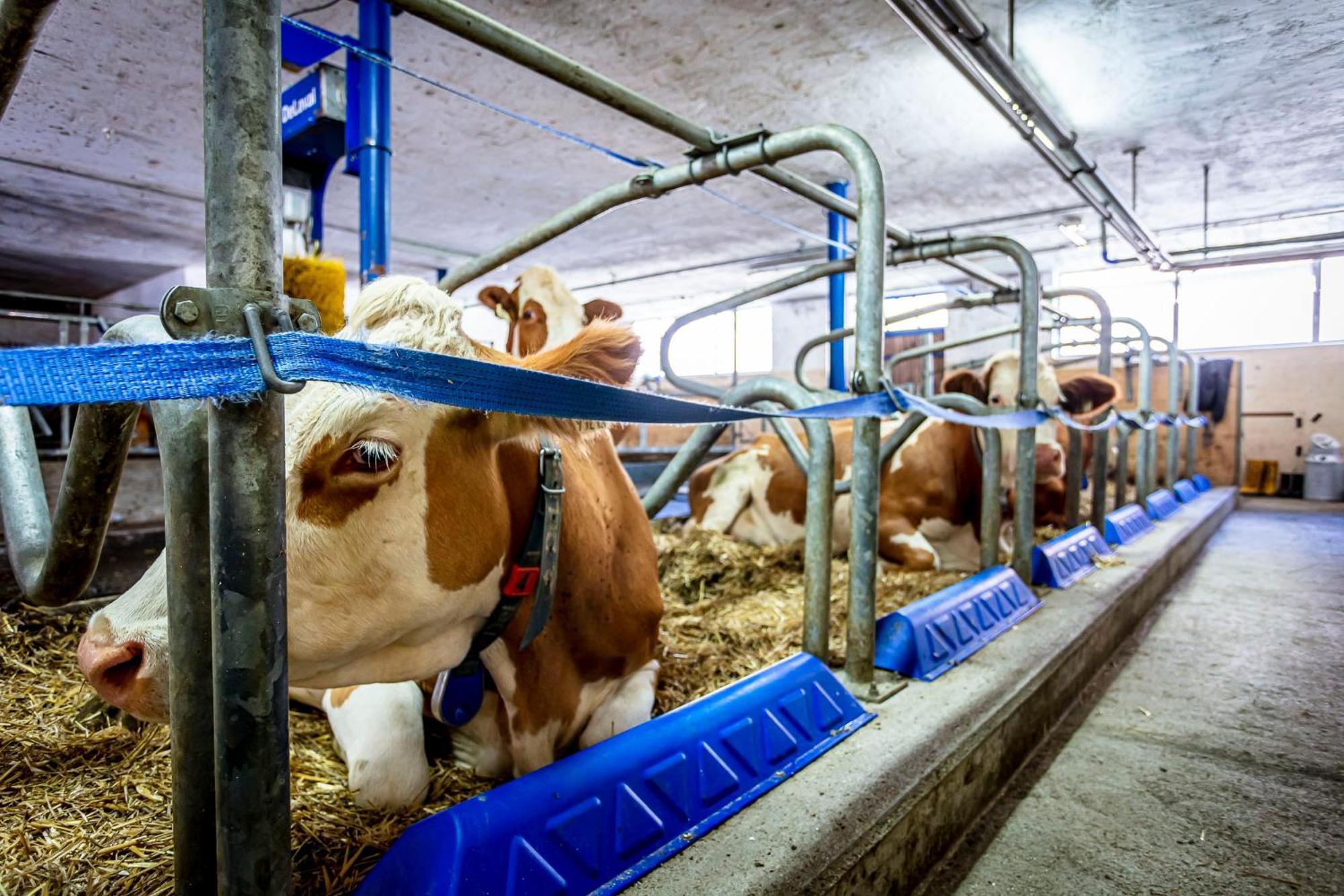 Ferienwohnungen Am Biobauernhof Lahner Bramberg am Wildkogel Exterior foto
